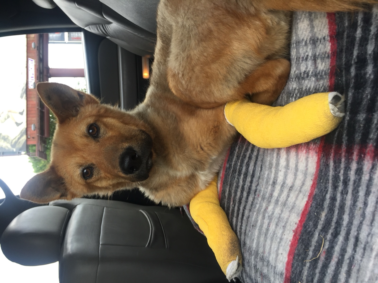 Apollo resting in a vehicle with bandaged front legs during recovery.
