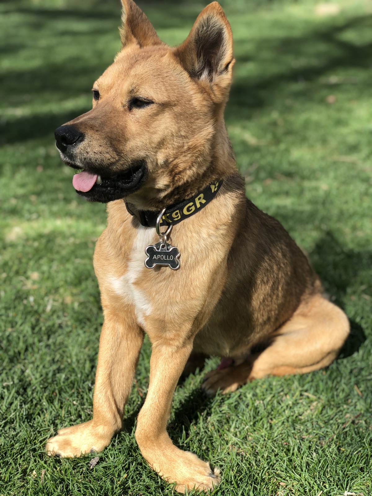Apollo sitting on grass wearing a K9GR collar after rescue and recovery.