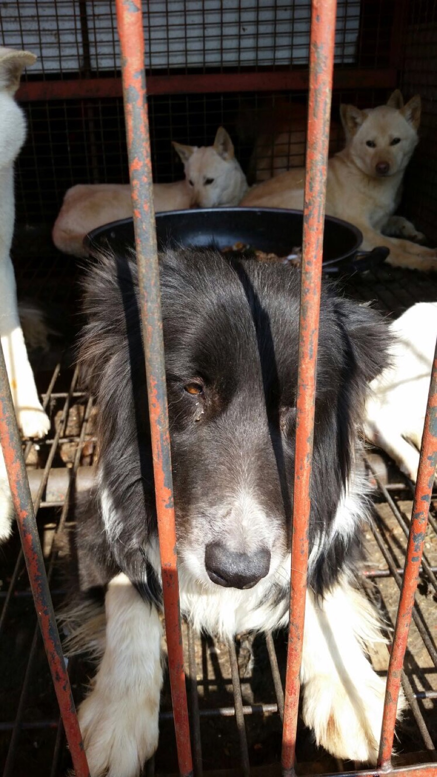 Gracie behind bars at Moran Market when she was discovered.