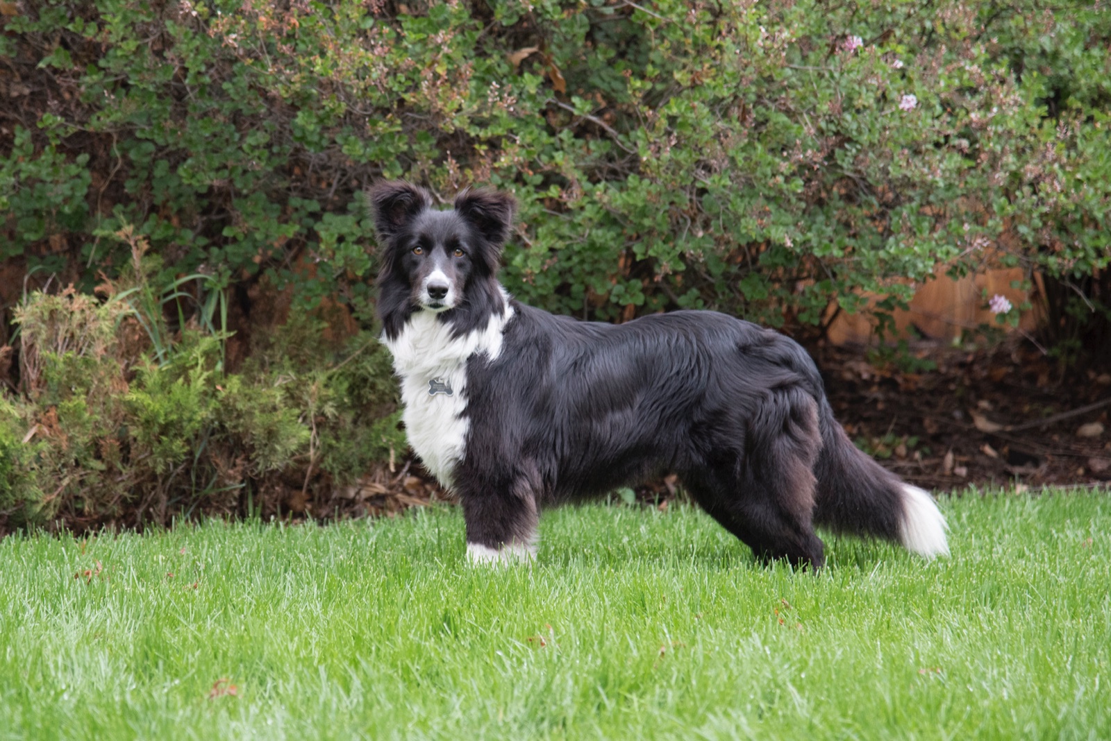 Gracie standing on grass after rescue and recovery.