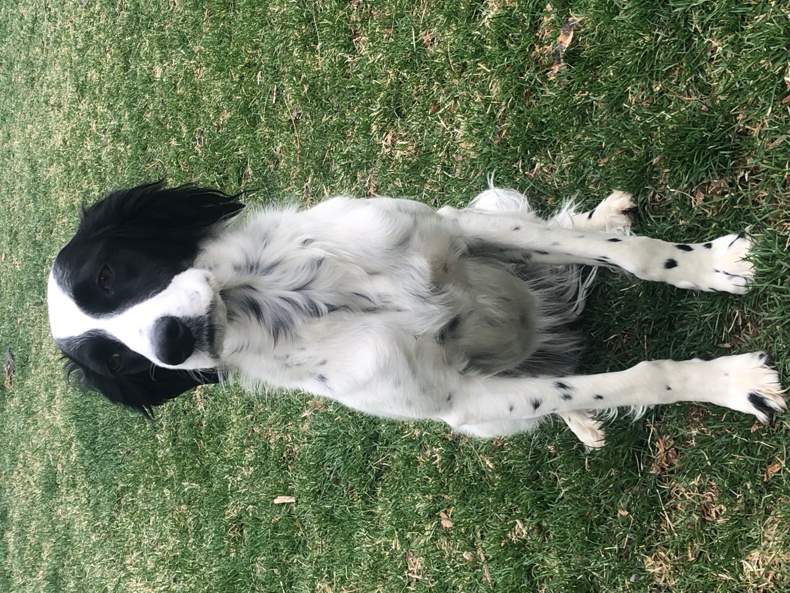 Jesse, a black and white English Setter, sitting on grass after rescue and recovery.