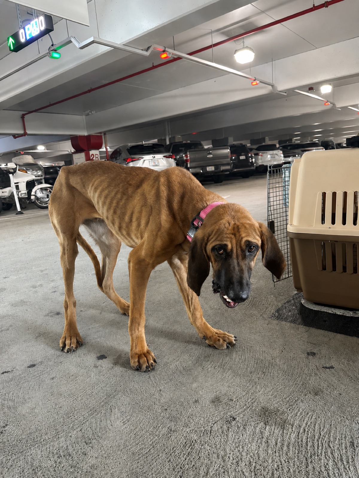 Moose standing in a Los Angeles parking garage after arriving from Incheon, South Korea.